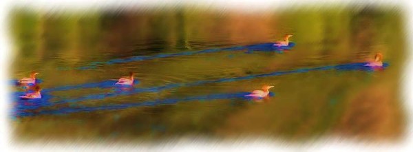 Pond Residents
