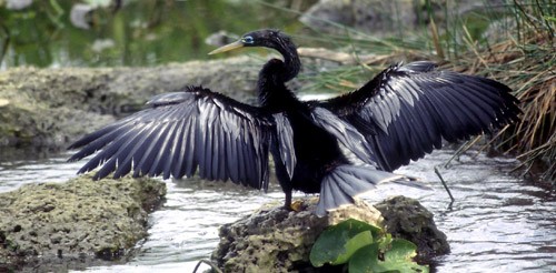 Anhinga Drying it Wings