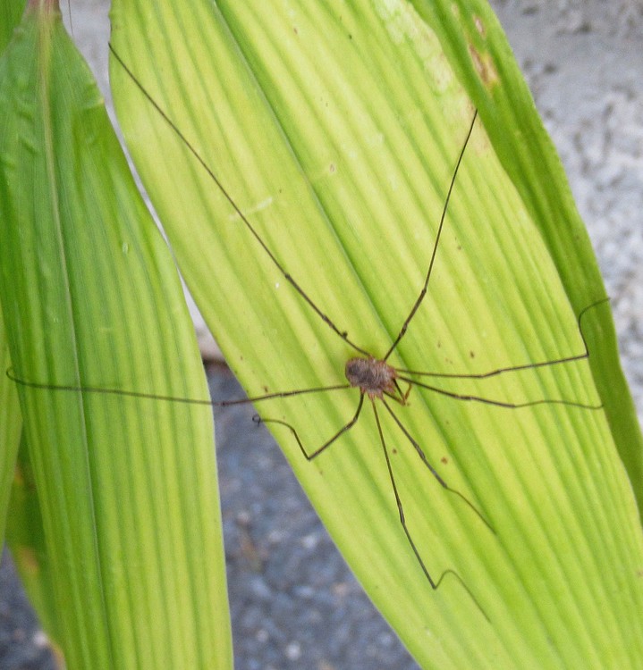 SPIDER