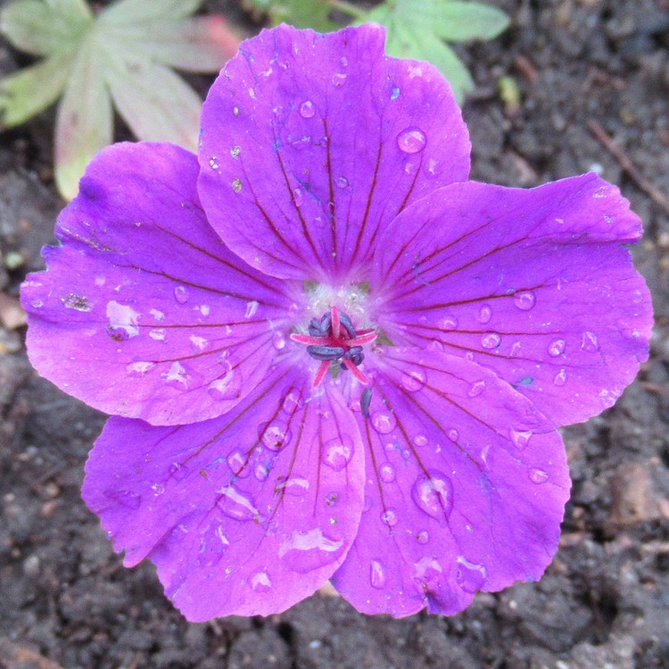 FLOWER IN TEARS