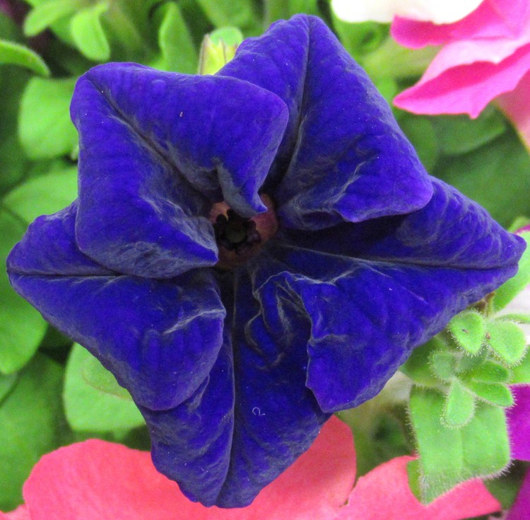 LIKE A BLUE VELVET CUSHION