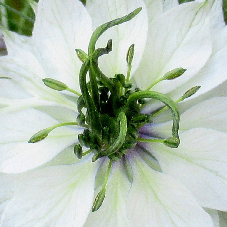 WHITE NIGELLA