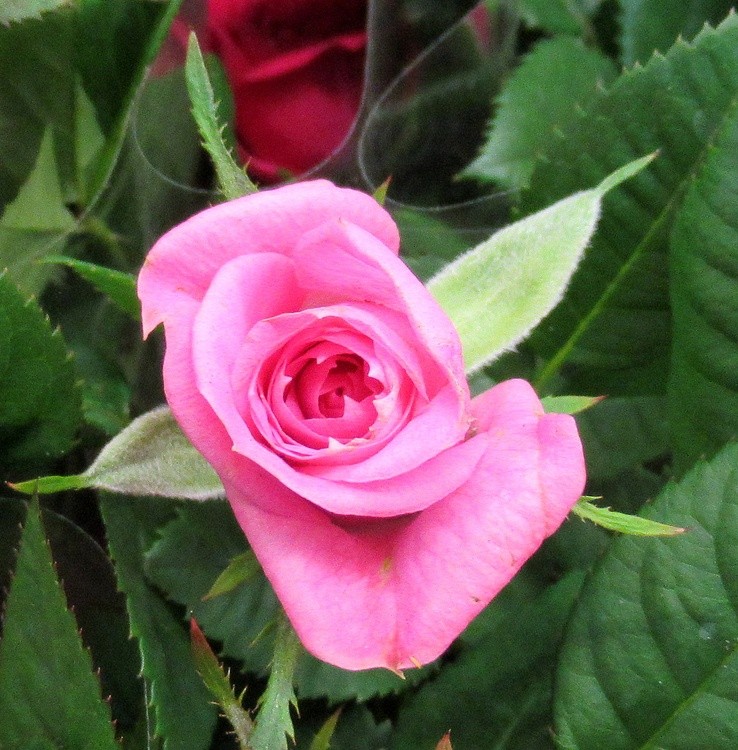 A SMALL ROSE FOR MY FRIENDS