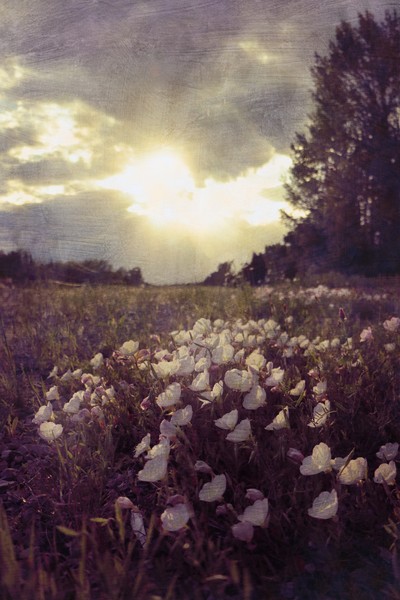 Roadside Beauties