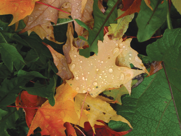Fall Sprinkle
