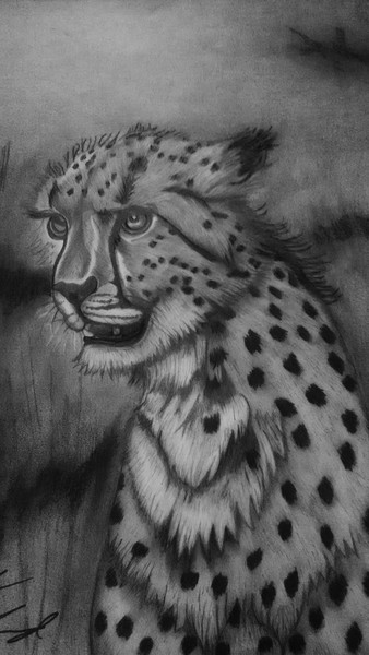 Cheetah