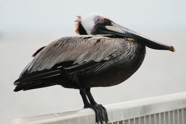 Pelican