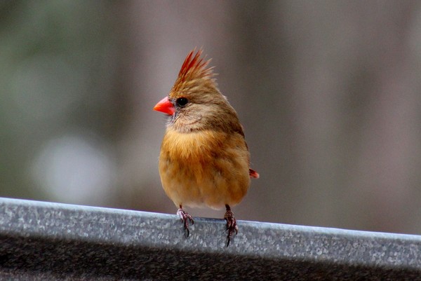 Pretty Bird
