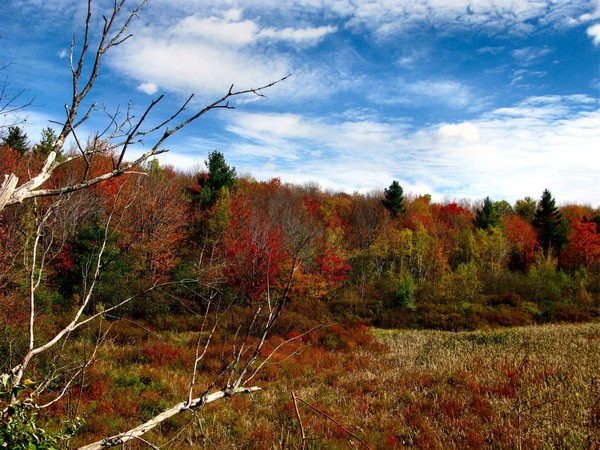 Fall in the air