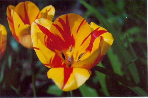 Tulip02
