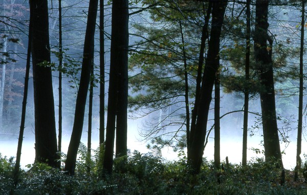 Morning Mist on Herron Pond