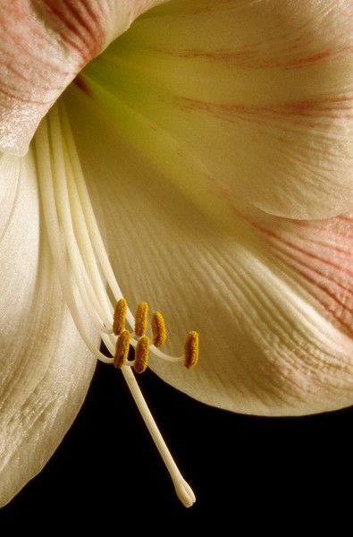 Amaryllis 2