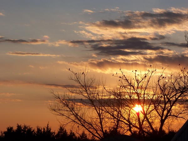 tree
