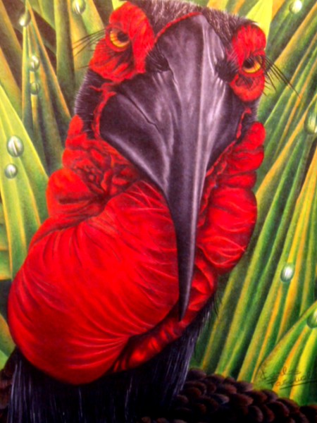 Hornbill