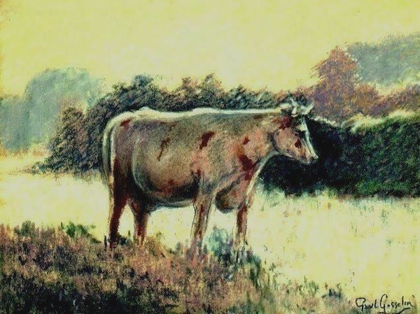 Cow in the field