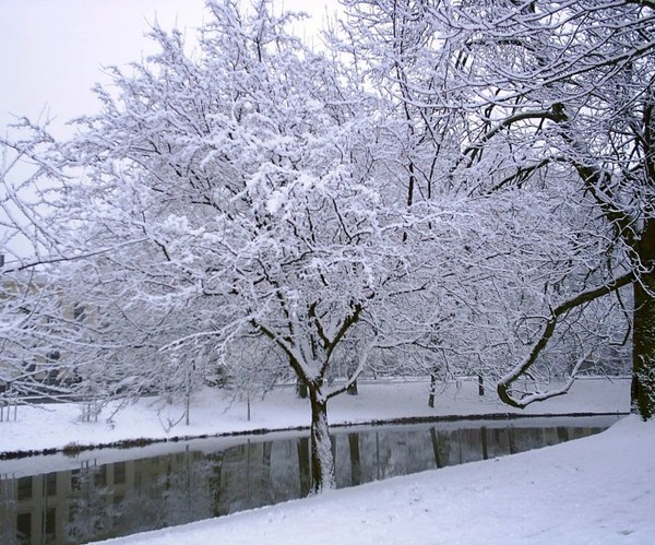 snowed tree