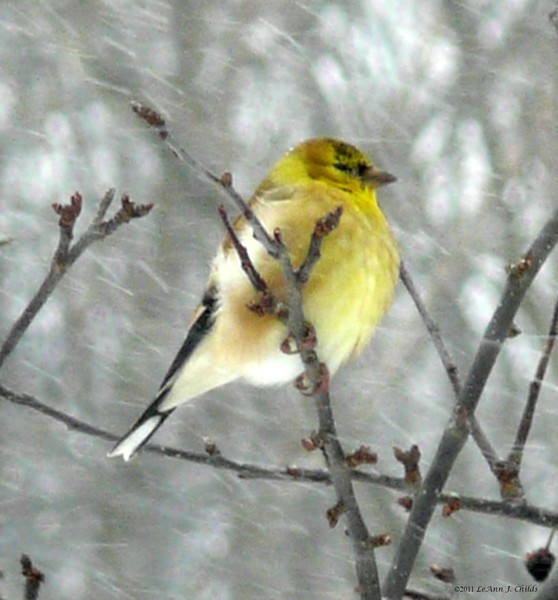 Goldfinch
