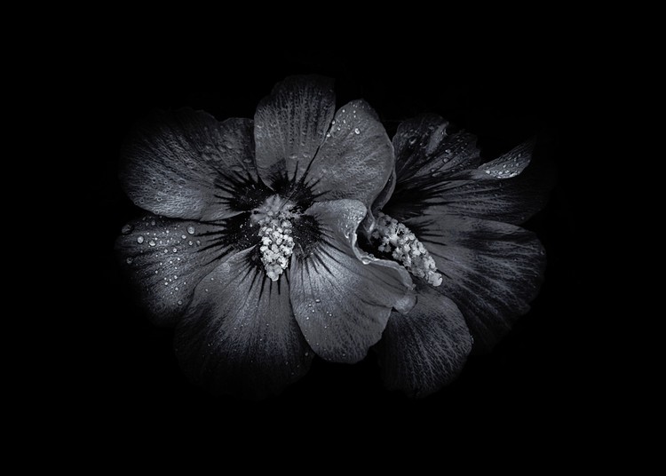 Backyard Flowers In Black And White 35