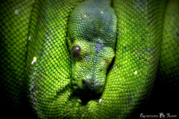 Green Tree Python