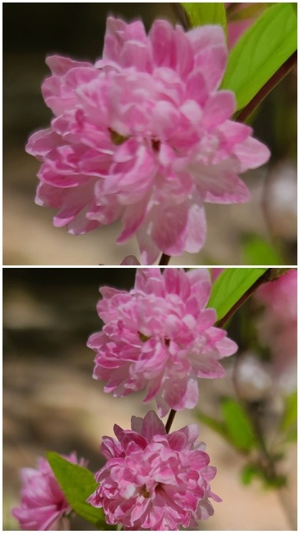 ALMOND FLORAL