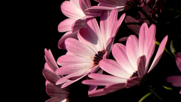 Pink day