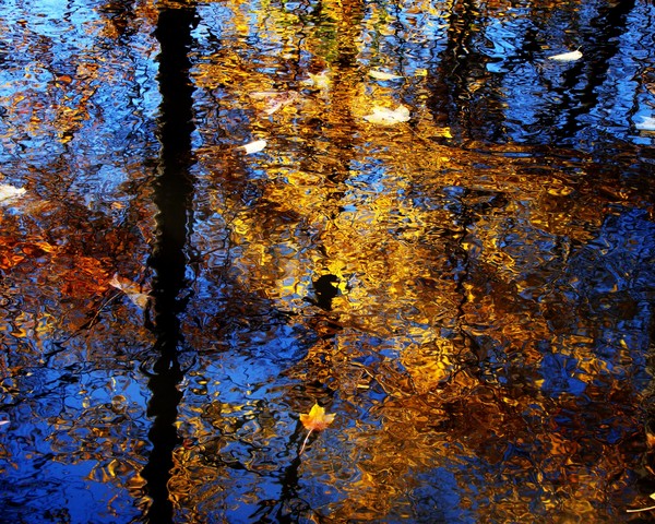 Natural Reflections 1029 11x14 Print