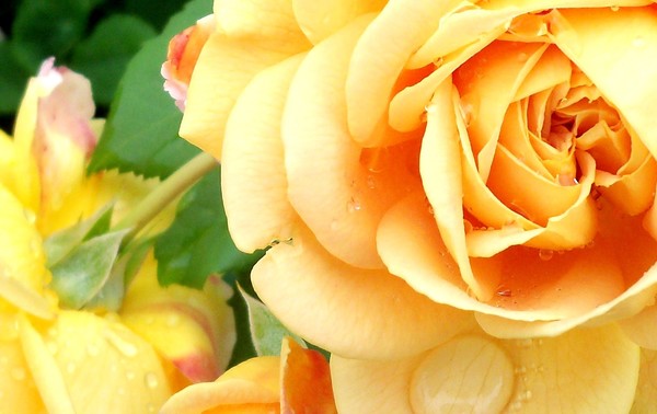 yellow petals in the rain
