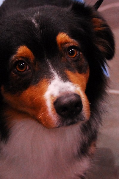 Aussie Black Tri - Seattle Kennel Club Show