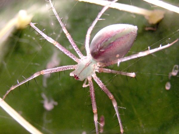 Cactus Spider