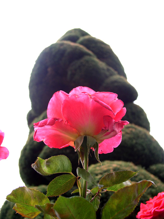 Roses are...
