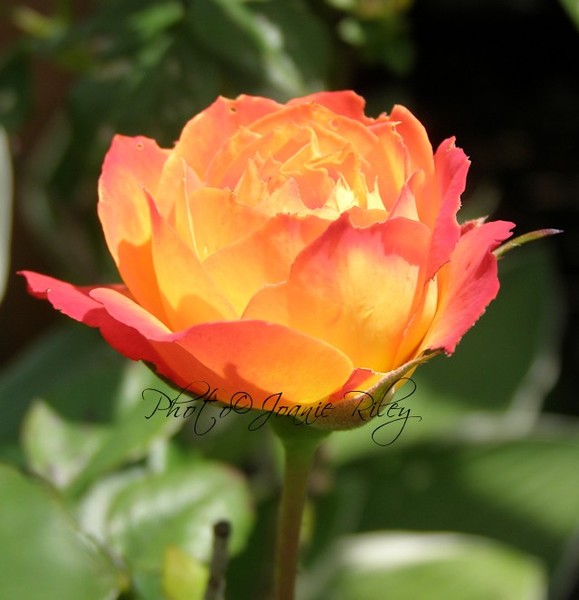 Burning Rose