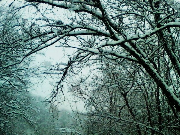 Snowy Trees
