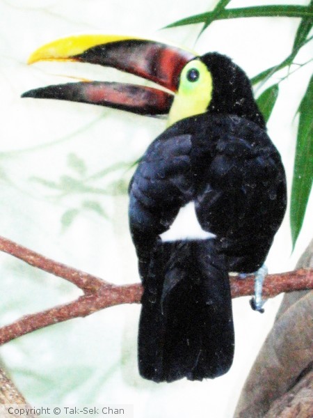 Chestnut-Mandibled Toucan, NYC