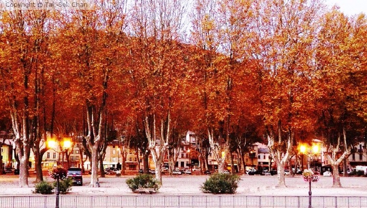Platanus acerifolia by the Rhone River, Tournon, France, Nov. 2017