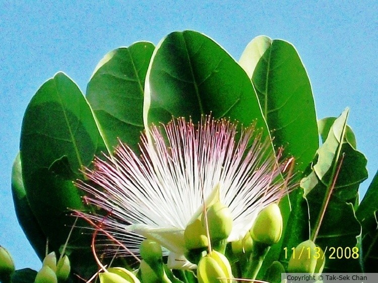 Barringtonia asiatica 11-13-2008