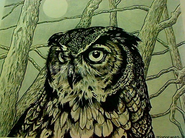 Great Horned Owl