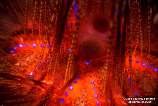THE URCHIN OF VENICE
