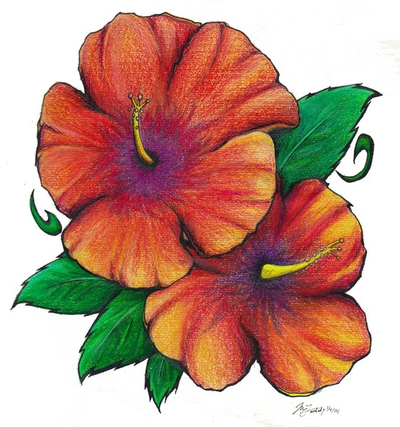 Hibiscus