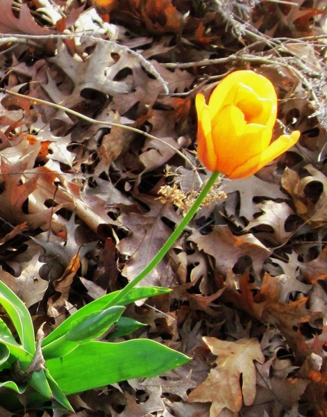 small golden surprise