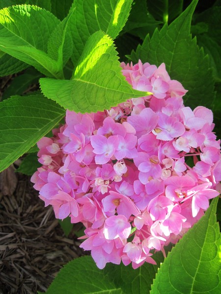 Perfectly Pink