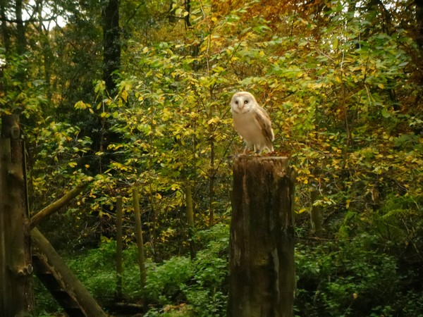 Owls and birds of prey 21