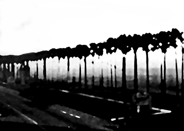 Palm trees at a Rail yard