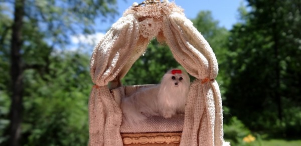 Maltese