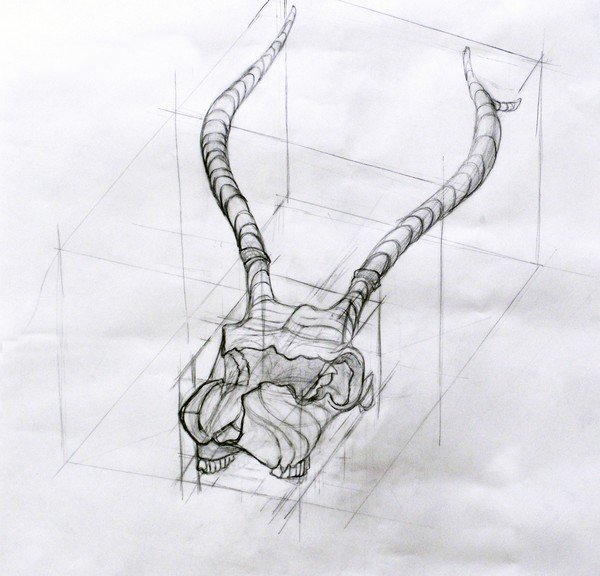 Animal Skull