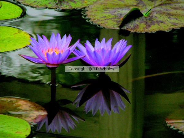 Blue waterlillies 1238