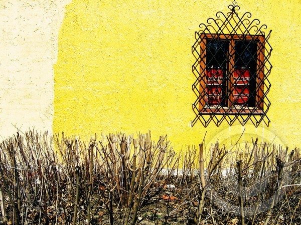 Rue