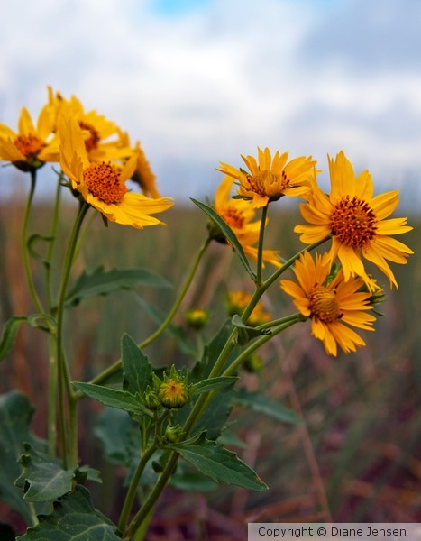 Wildflowers