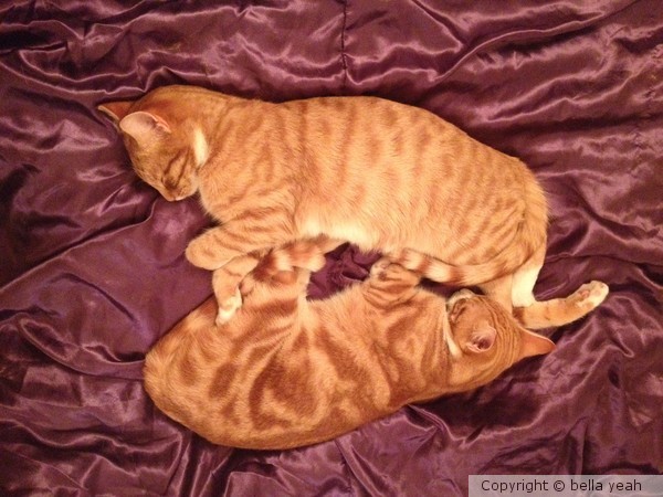 top to tail