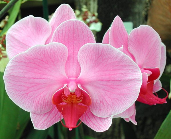 Delicate Petals