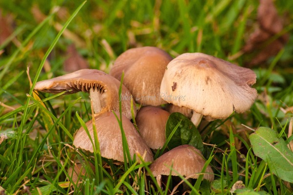 Shrooms